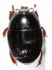 Atholus duodecimstriatus duodecimstriatus